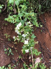 Heterocentron subtriplinervium