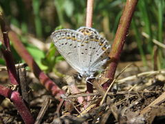 Plebejus melissa annetta