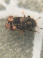 Hylesinus