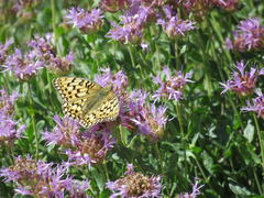 Speyeria callippe harmonia