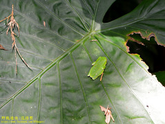 Zhangixalus aurantiventris