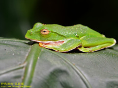 Zhangixalus aurantiventris