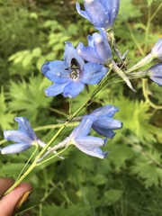 Delphinium cultorum
