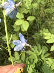 Delphinium cultorum
