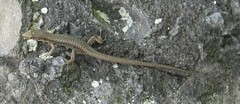 Darevskia rudis bischoffi
