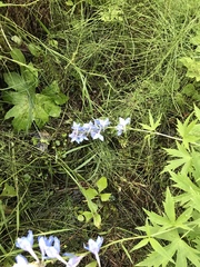 Delphinium cultorum
