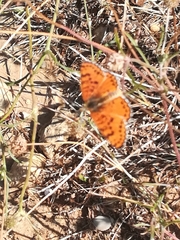 Melitaea didyma