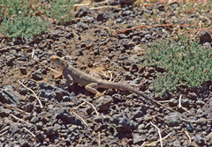 Agama agama
