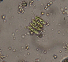 Scenedesmaceae