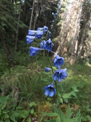 Delphinium cultorum