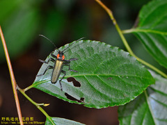 Themus explanaticollis