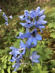 Delphinium cultorum