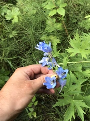 Delphinium cultorum