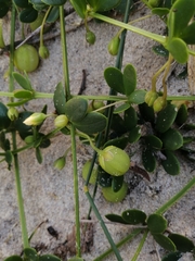 Roepera maritima