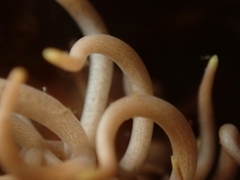 Phyllodesmium briareum