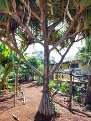 Pandanus utilis