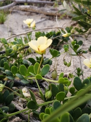 Roepera maritima