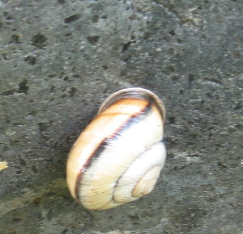 Caucasotachea atrolabiata