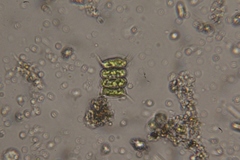 Scenedesmaceae