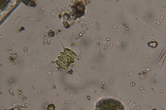 Scenedesmaceae