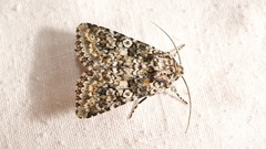 Hadena consparcatoides