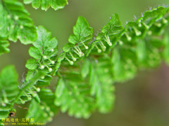 Dryopteris peranema