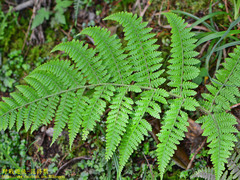 Dryopteris peranema