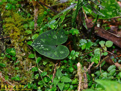 Asarum ampulliflorum