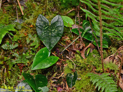 Asarum ampulliflorum