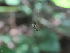 Micrathena duodecimspinosa