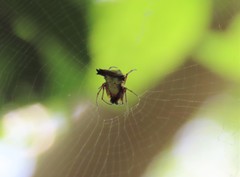 Micrathena duodecimspinosa