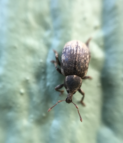 Lepidophorus inquinatus