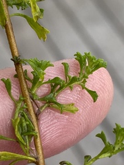 Jamesbrittenia argentea