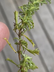 Jamesbrittenia argentea