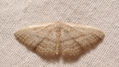 Idaea mediaria