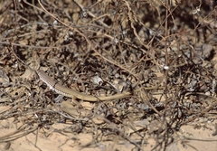 Latastia longicaudata