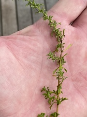 Jamesbrittenia argentea