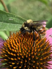 Bombus rufocinctus