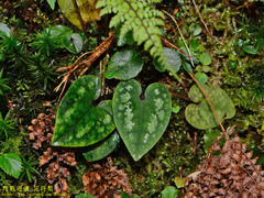 Asarum ampulliflorum