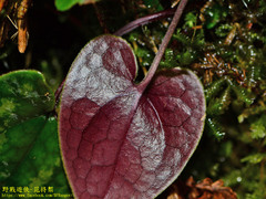 Asarum ampulliflorum