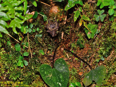 Asarum ampulliflorum