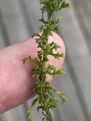 Jamesbrittenia argentea