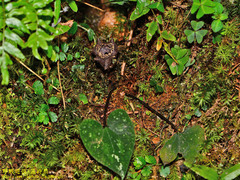Asarum ampulliflorum