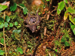 Asarum ampulliflorum