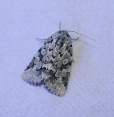 Bryolymnia viridata
