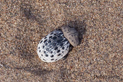 Omorgus pastillarius