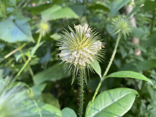 Dipsacus strigosus (Dipsacus strigosus)