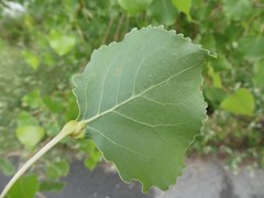 Pemphigus populitransversus