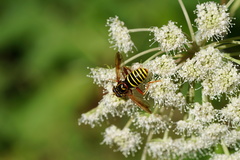 Spilomyia diophthalma