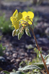 Chylismia